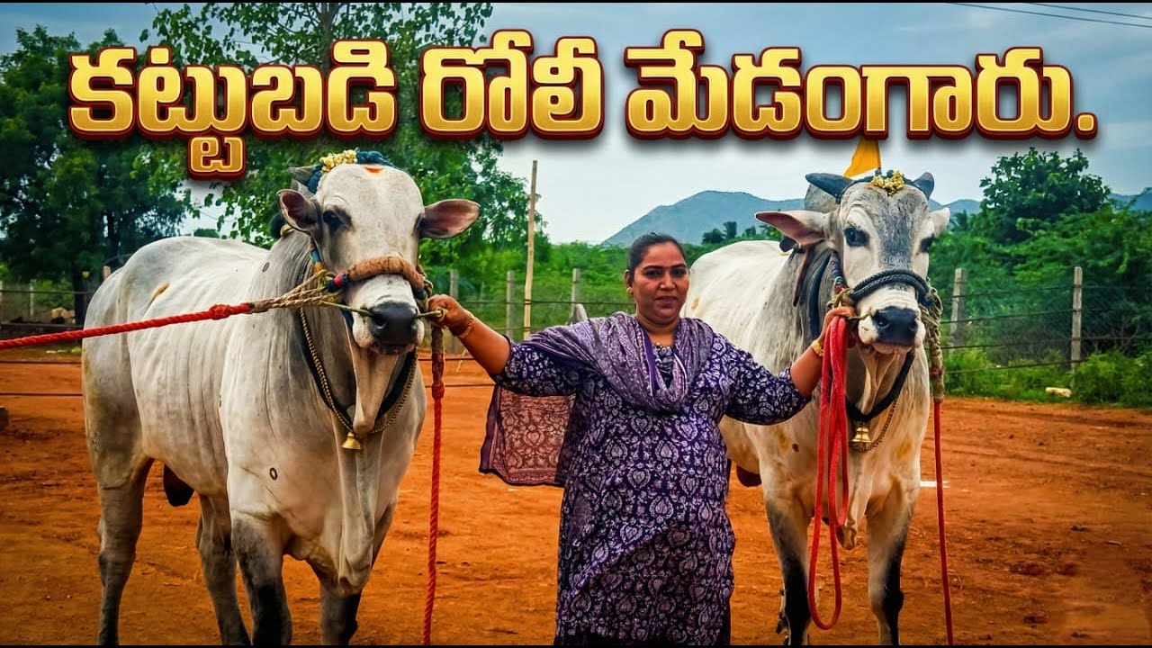🚩8/3/26 పెద్ద పసుపుల సీనియర్స్ 5జత kbrm bulls