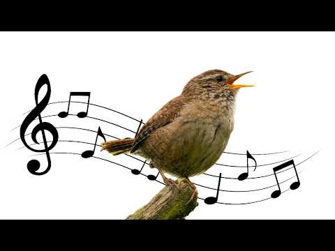 Wren Bird Song: Unlocking Nature's Melodic Secrets