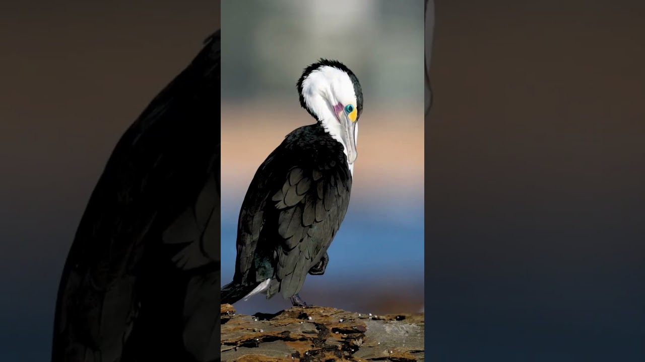 New South Wales beach ASMR