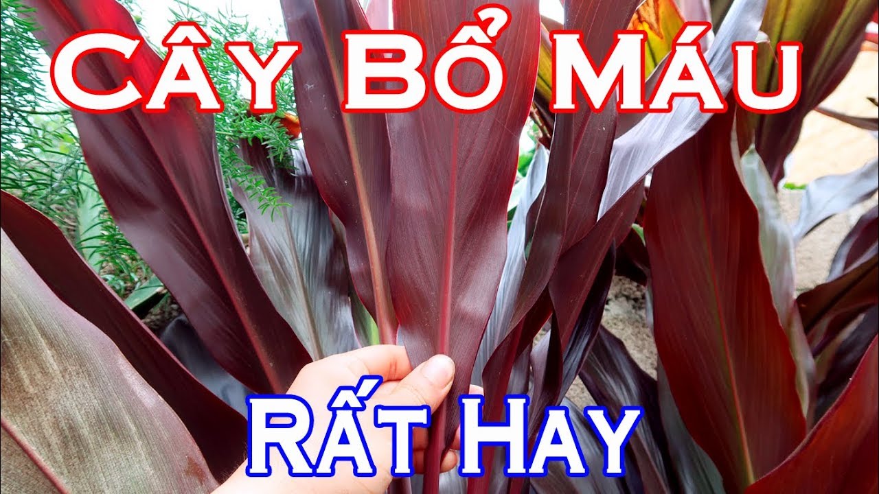 Cây thuốc bổ máu trị ho ra máu, băng huyết hậu sản rất... - youtube