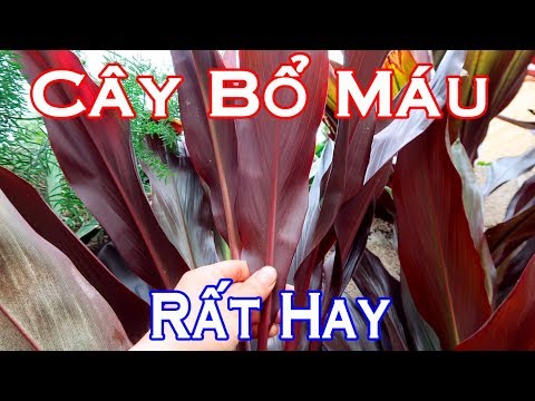 Video Cây thuốc bổ máu trị ho ra máu, băng huyết hậu sản rất... - youtube