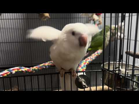 Cute baby birdies