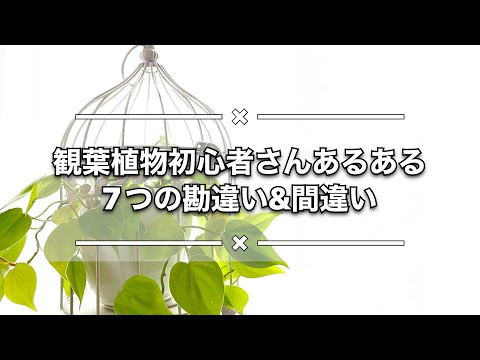 観葉植物が枯れる本当の原因 初心者でもできるたった5つの対策