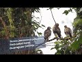 Bloopers GUARAGUAO COLIRROJO juveniles (Red-tailed Hawk, Buteo jamaicensis jamaicensis) SUBESPECIE