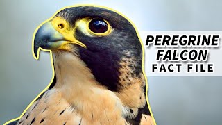 Peregrine Falcon Facts: the FASTEST bird | Animal Fact Files screenshot 5