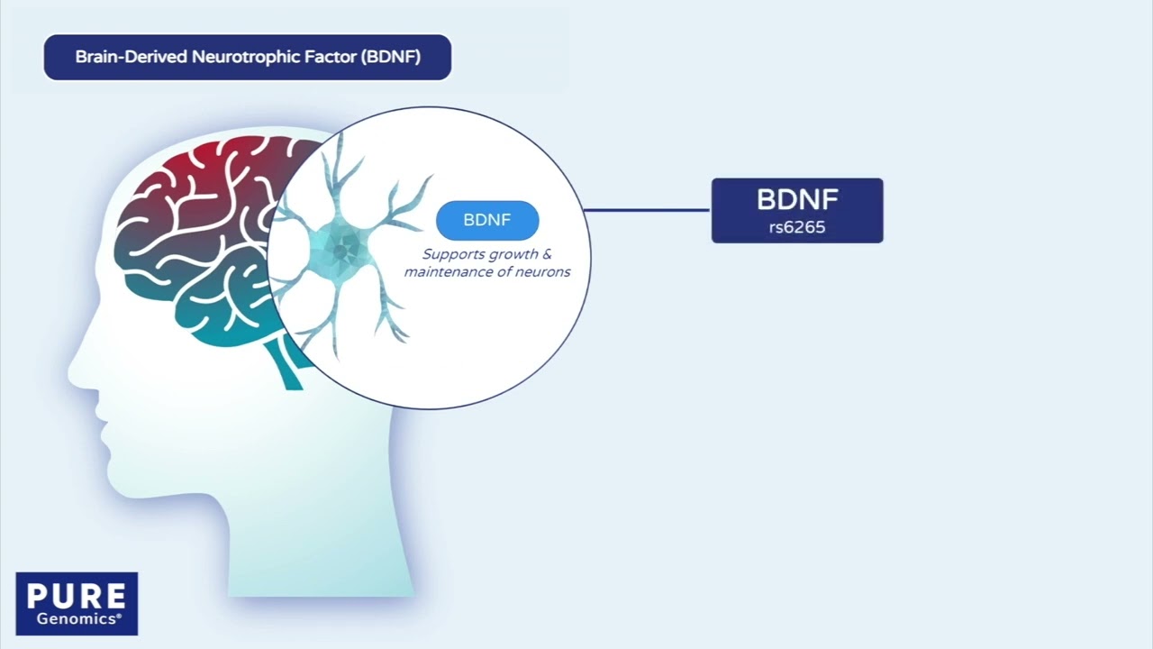 PureGenomics - BDNF Trait Tutorial