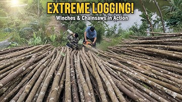 “Extreme Logging Winch in Action: Full Timber Hauling Process Explained”