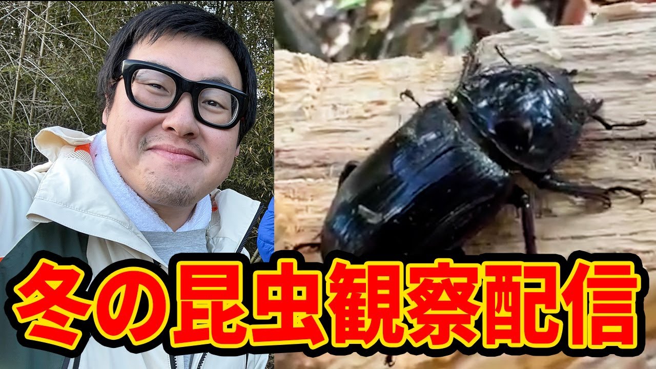 【冬の昆虫観察2026】幻のオオクワガタを追いかけ隊※この配信は、許可を得て行なっております。