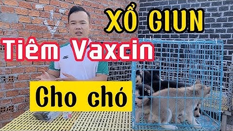 Chó con bao nhiêu ngày chích ngừa