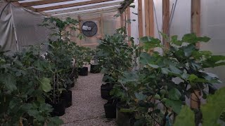 Greenhouse Heating to Extend The season. October 8th 2025. Chicago Zone 6a 