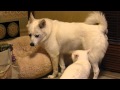 弱い犬＆強い猫