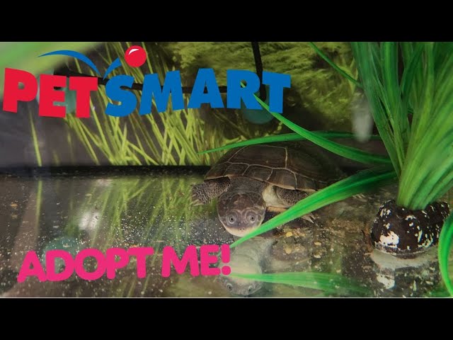 African Sideneck Turtle  A PetSmart Exclusive! 
