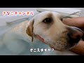 お風呂　きなこ２才 ドッグシャンプー厭わず(いとわず)笑 Labrador retriever shampoo. Bathe my dog