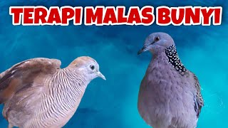 Perkutut Lokal Gacor Suara Nyaring vs Derkuku Gayer Suwara Bening