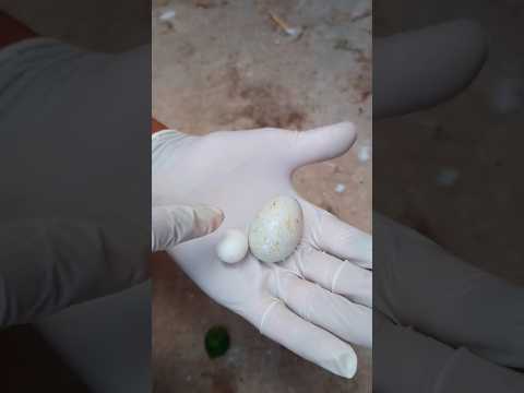 الحمام جابت بيضه صغيرا جدا  الحمام اللاحم الفرنسى