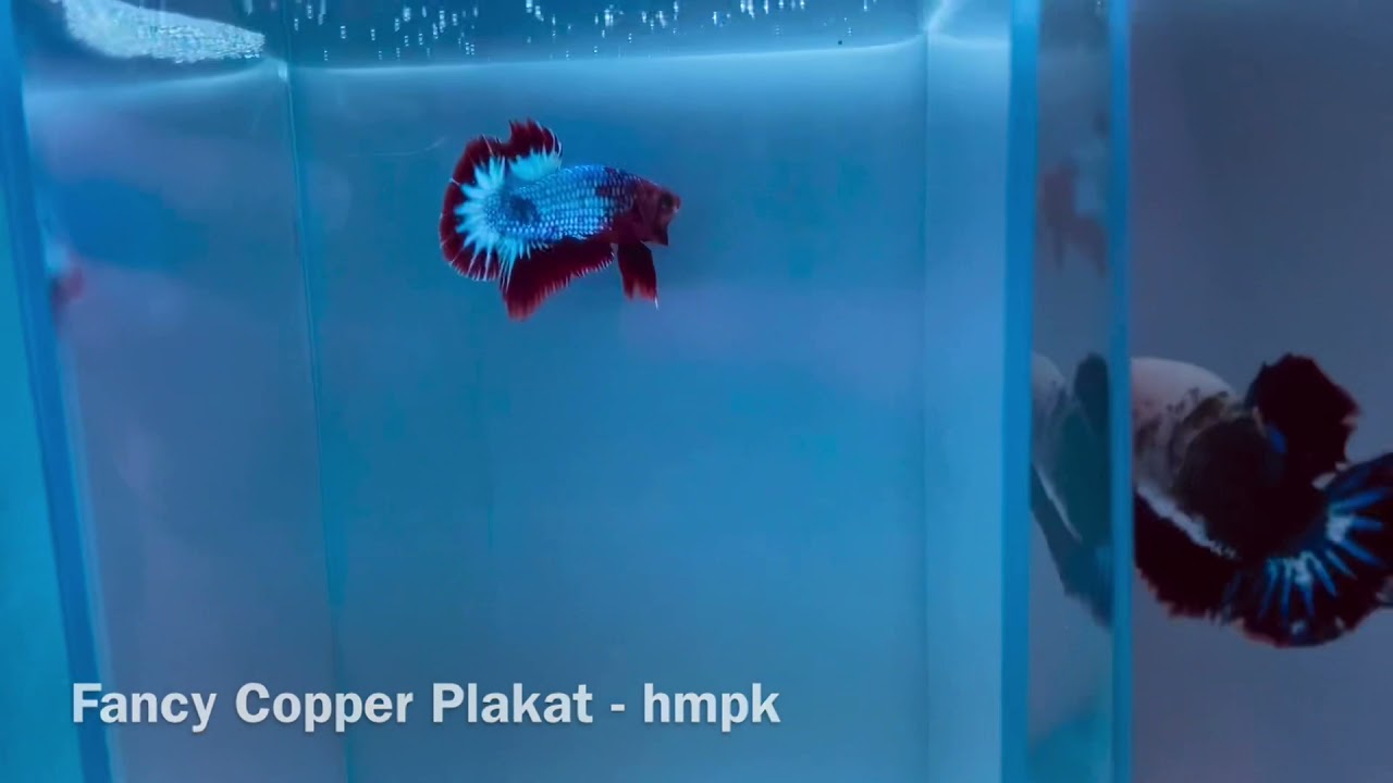 Betta Plakat - FCCP - Hmpk