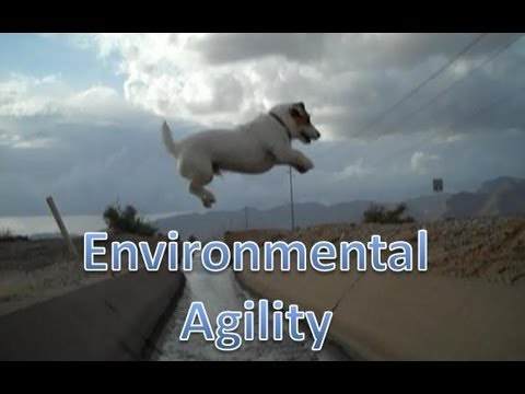Environmental Agility with Jesse the Jack Russell ...
