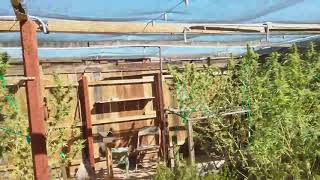 HARVEST TIME! Outdoor Cannabis Grow 2018