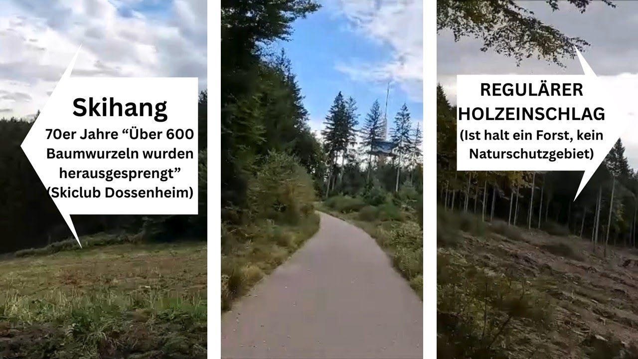 Kein Urwald, sondern Forst: Die Wahrheit über den Weißen Stein