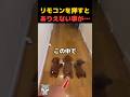 かわいい3匹のワンちゃん…のはずが