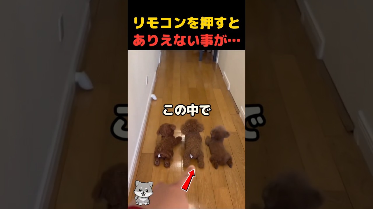 かわいい3匹のワンちゃん…のはずが