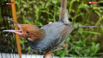 Prenjak Gacor, , Prenjak Klawu Gacor