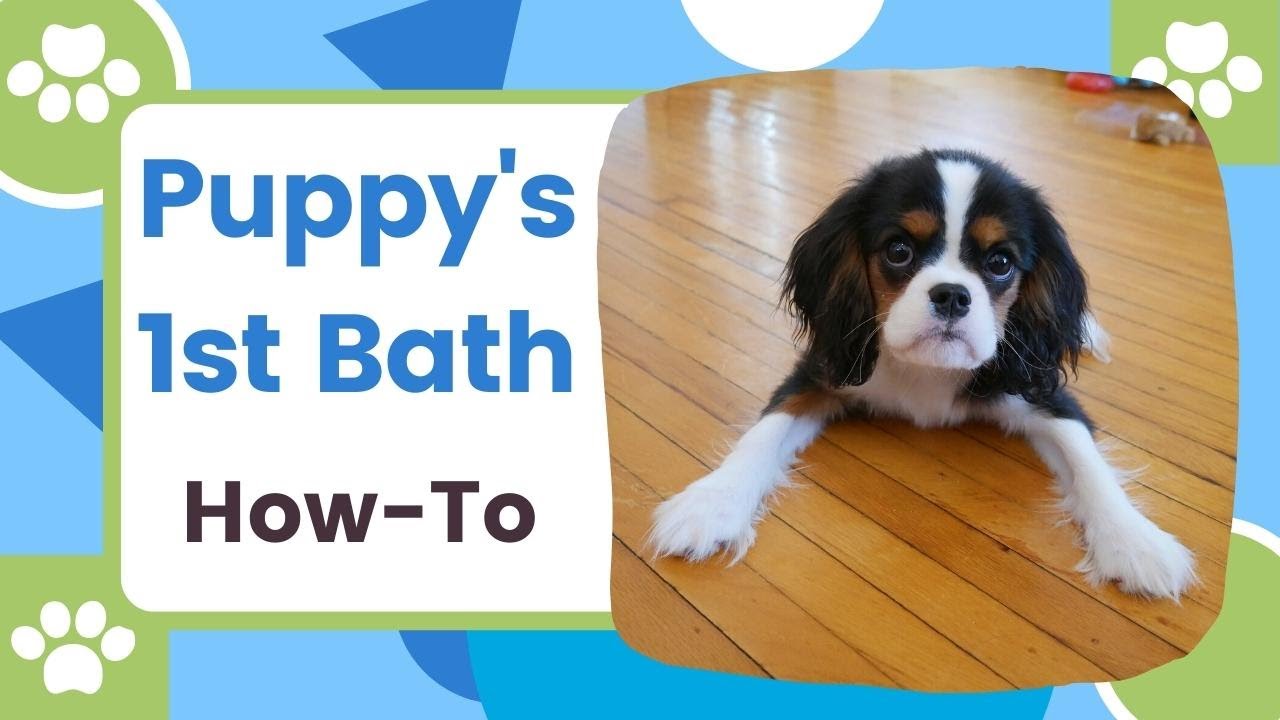 How to Give a Puppy Cavalier King Charles Spaniel Their First Bath in