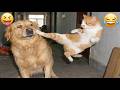 Try Not To Laugh 😂 Cats Getting Absolutely Nothing Right