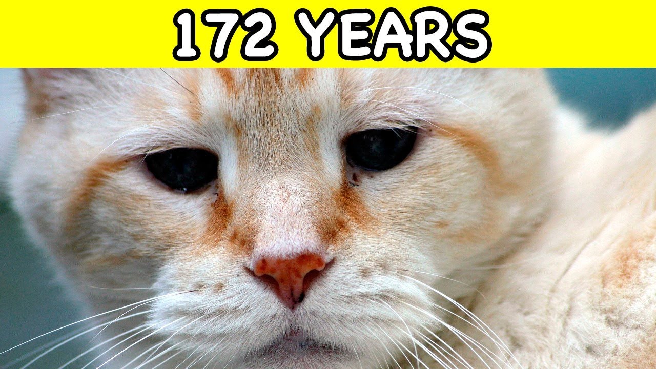the oldest cat