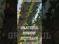 Thriving Desert Ocotillos