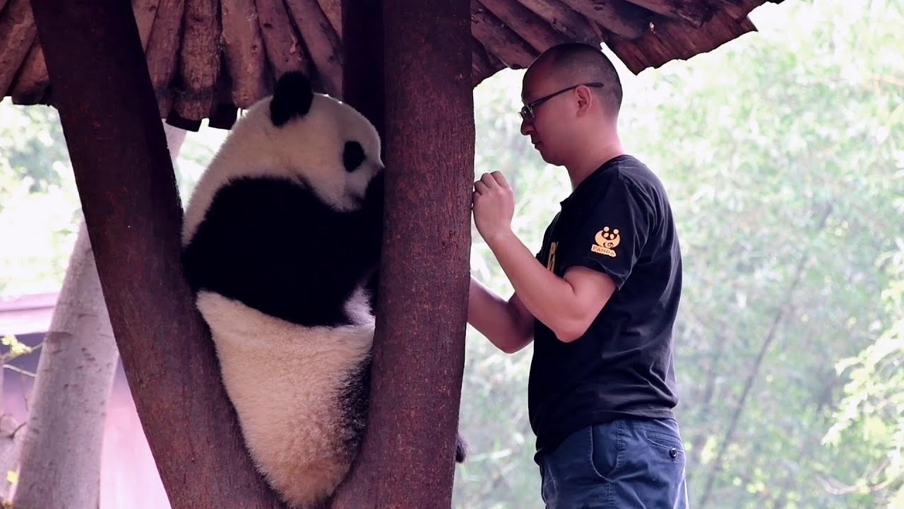  How Hard Nannies Get A Pub Cub To Come Down From The Tree YouTube