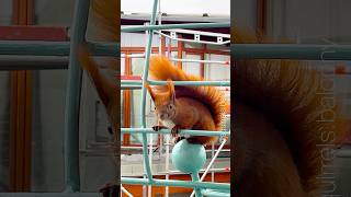 Happy New Year 2025!✨Wishing you all our Squirrels Crew on Balcony!🥳😍♥️🐿️🐿️🐿️