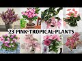 23 pink tropical plants  indoor pink tropical plants  plant and planting