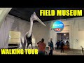 Field museum  chicago natural history museum  full walkthrough  walking tour  relaxing  4k