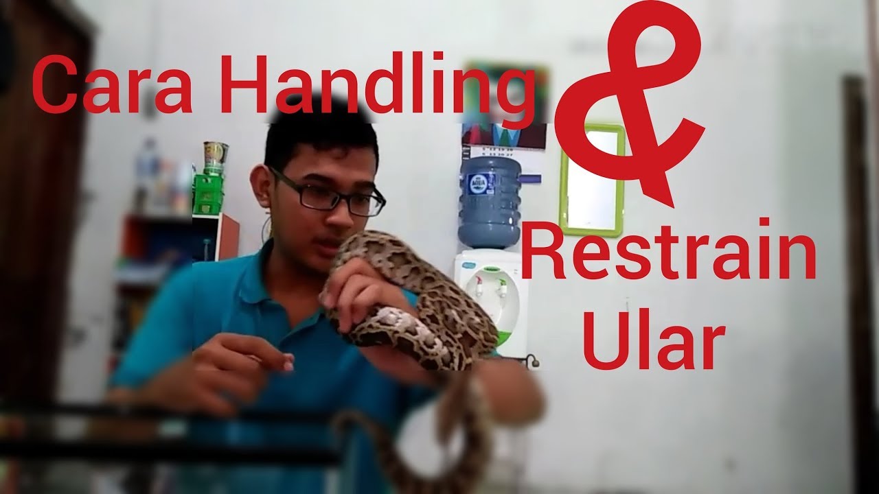 [TUTORIAL] Cara Handling & Restrain Ular versi Nurhanif ganteng #13
