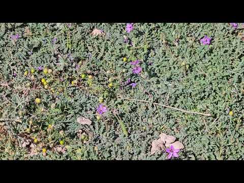 ورد البختري في ربيع ١٤٤٦