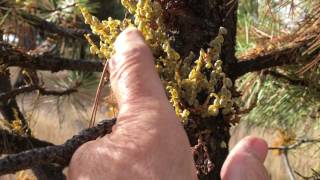 Dwarf mistletoe in Ponderosa Pine,  near Spray Oregon