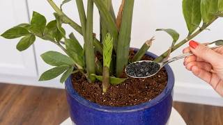 Jedna Łyżka I Twoja Roślina Zacznie Bujnie Rosnąć