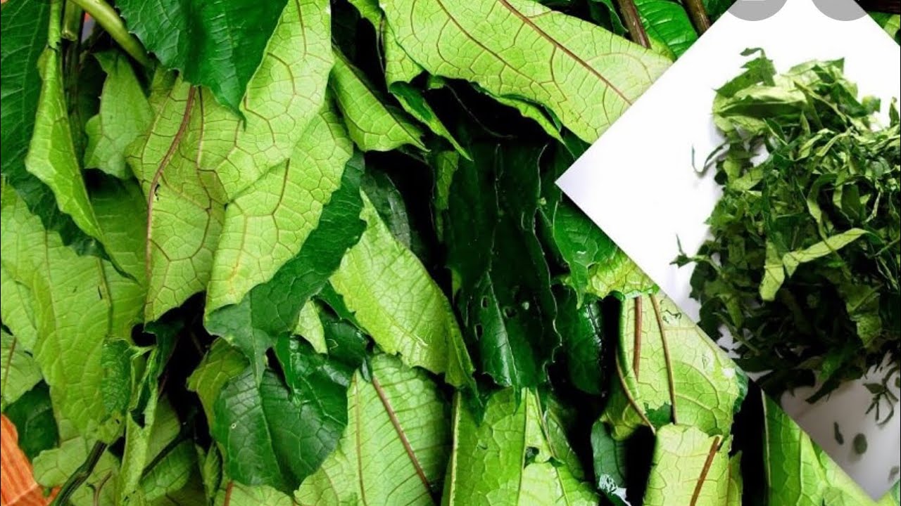 How to slice Nigeria Pumpkin leaves and it’s health benefits YouTube