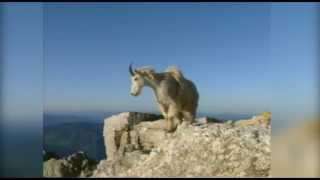 WILD About Mountain Goats