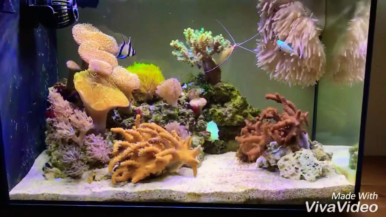 Fluvo Evo update! All stock