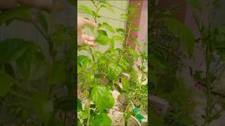 #motivation #search#love #shortsfeed #viralvideo #shortvideo #hindudeity #status #trending #whatsapp