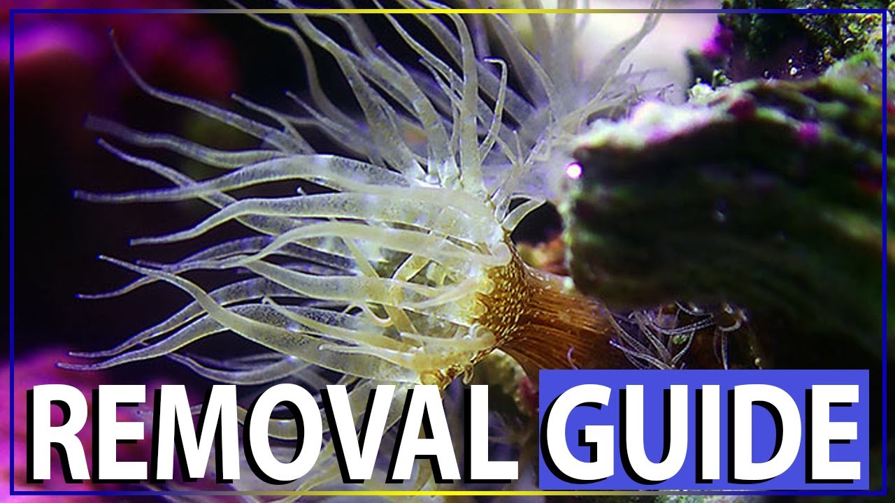 The Ultimate Aiptasia REMOVAL Video Guide