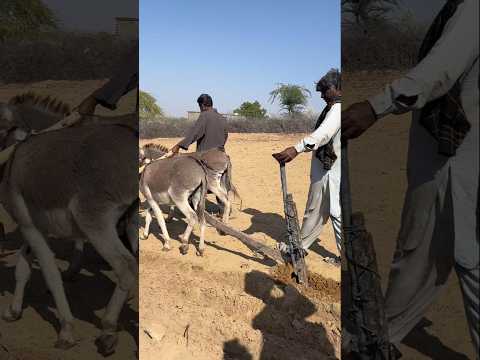 النسر والمحراث رحلة عمل المزارع الشاق ووظيفته