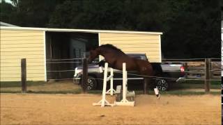 Donnersohn Aka Sonny Free Jumping For The First Time