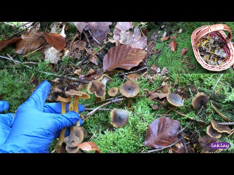 Trompetenpfifferling! เข้าป่า ป่าเยอรมัน หาเห็ด พอได้กิน🍄🍄