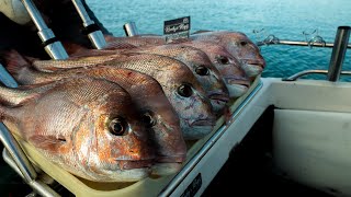 Hooked on Red's:  Snapper Fishing Adventure's