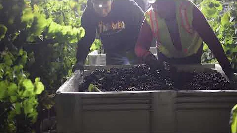 Gainey Vineyard & Evan's Ranch Harvest 2020