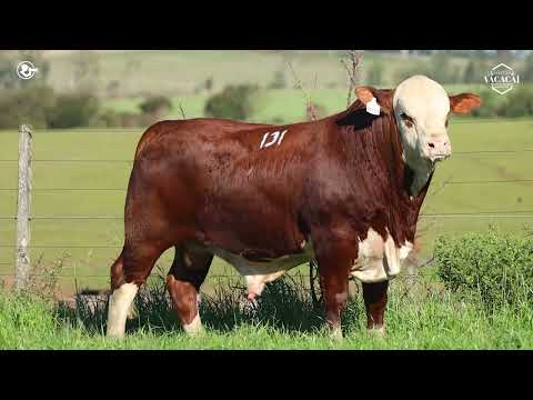 LOTE 51   TAT M131 M Braford