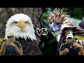 Americans React to Philippines Eagle vs. Bald Eagle